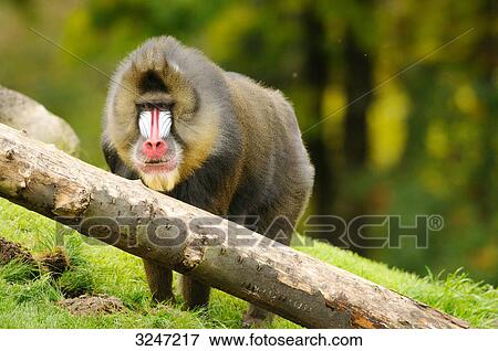 Stock Photo - Mandrill (Mandrillus sphinx) standing behind a tree trunk, zoological garden of Augsburg, Germany . Fotosearch