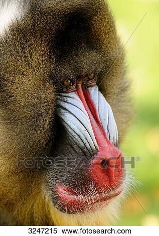 Stock Photography - Mandrill (Mandrillus sphinx), zoological garden of Augsburg, Germany, close-up . Fotosearch