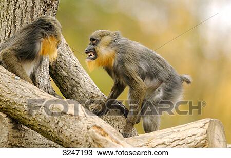 Mandrills (Mandrillus sphinx) snarling at each other, zoological garden of Augsburg, Germany View Large Photo Image Stock Image - Mandrills (Mandrillus sphinx) snarling at each other, zoological garden of Augsburg, Germany . Fotosearch