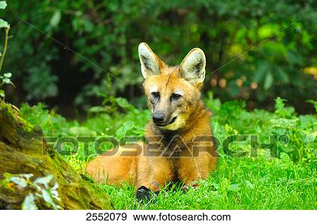 Maned Wolf (Chrysocyon brachyurus) lying in field View Large Photo Image Stock Photo - Maned Wolf (Chrysocyon brachyurus) lying in field . Fotosearch