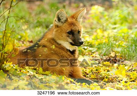 Maned Wolf (Chrysocyon brachyurus) lying on foliage, zoological garden of Augsburg, Germany View Large Photo Image Stock Photograph - Maned Wolf (Chrysocyon brachyurus) lying on foliage, zoological garden of Augsburg, Germany . Fotosearch
