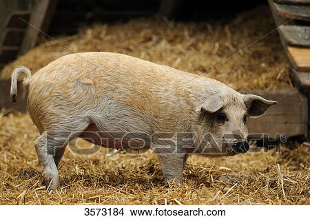 Mangalitsa pig View Large Photo Image Picture - Mangalitsa pig . Fotosearch
