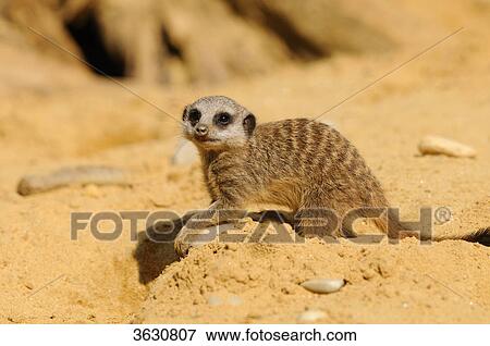 Meerkat (Suricata suricatta) in sand View Large Photo Image Stock Photo - Meerkat (Suricata suricatta) in sand . Fotosearch
