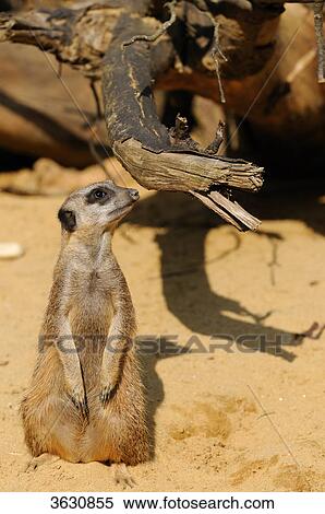 Stock Photography - Meerkat (Suricata suricatta) looking around . Fotosearch