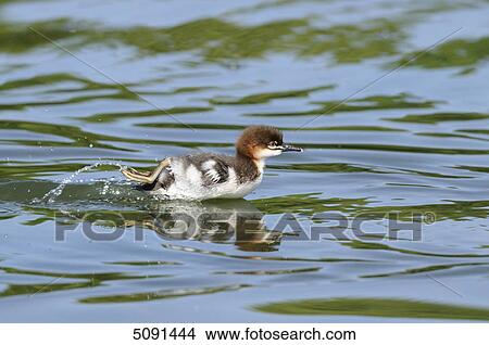 Mergus merganser, Bavaria, Germany, Europe View Large Photo Image Picture - Mergus merganser, Bavaria, Germany, Europe . Fotosearch