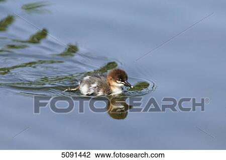 Mergus merganser, Bavaria, Germany, Europe View Large Photo Image Stock Image - Mergus merganser, Bavaria, Germany, Europe . Fotosearch