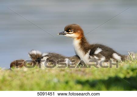 Stock Image - Mergus merganser, Bavaria, Germany, Europe . Fotosearch