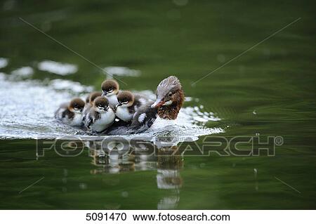 Stock Image - Mergus merganser, Bavaria, Germany, Europe . Fotosearch