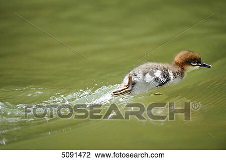 Mergus merganser, Bavaria, Germany, Europe View Large Photo Image Stock Image - Mergus merganser, Bavaria, Germany, Europe . Fotosearch