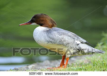 Stock Image - Mergus merganser, Bavaria, Germany, Europe . Fotosearch