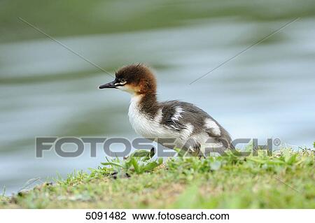Stock Image - Mergus merganser, Bavaria, Germany, Europe . Fotosearch