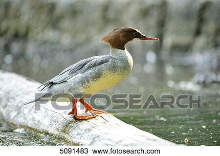 Mergus merganser, Bavaria, Germany, Europe View Large Photo Image Stock Image - Mergus merganser, Bavaria, Germany, Europe . Fotosearch