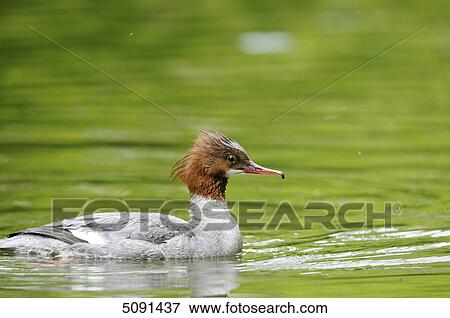 Mergus merganser, Bavaria, Germany, Europe View Large Photo Image Stock Photo - Mergus merganser, Bavaria, Germany, Europe . Fotosearch