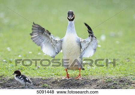 Mergus merganser, Bavaria, Germany, Europe View Large Photo Image Stock Photo - Mergus merganser, Bavaria, Germany, Europe . Fotosearch