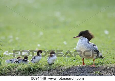 Stock Photo - Mergus merganser, Bavaria, Germany, Europe . Fotosearch