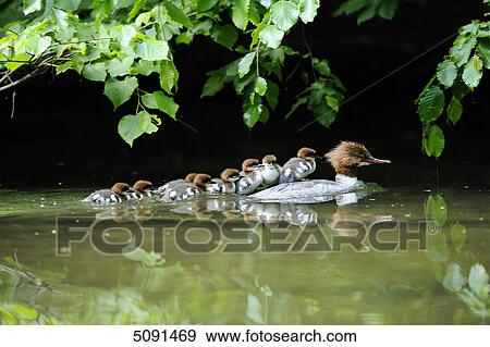 Mergus merganser, Bavaria, Germany, Europe View Large Photo Image Stock Photo - Mergus merganser, Bavaria, Germany, Europe . Fotosearch