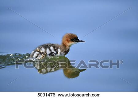 Stock Photograph - Mergus merganser, Bavaria, Germany, Europe . Fotosearch
