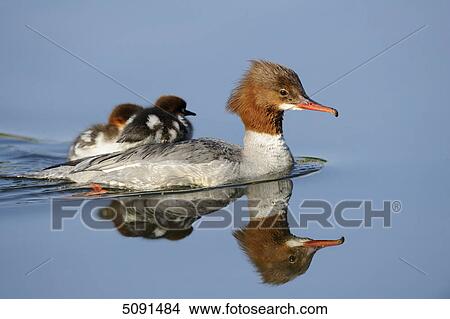 Mergus merganser chicks on back of mother View Large Photo Image Picture - Mergus merganser chicks on back of mother . Fotosearch