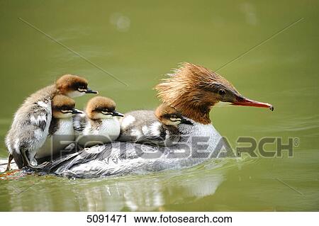 Mergus merganser chicks on back of mother View Large Photo Image Stock Image - Mergus merganser chicks on back of mother . Fotosearch