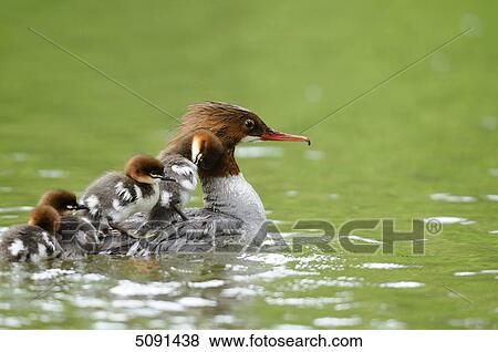 Mergus merganser chicks on back of mother View Large Photo Image Stock Photo - Mergus merganser chicks on back of mother . Fotosearch