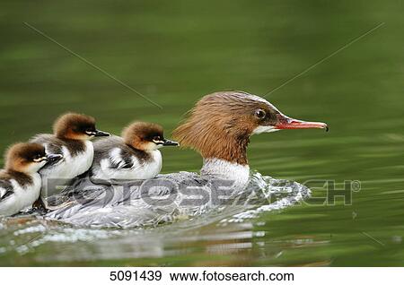 Mergus merganser chicks on back of mother View Large Photo Image Stock Photo - Mergus merganser chicks on back of mother . Fotosearch