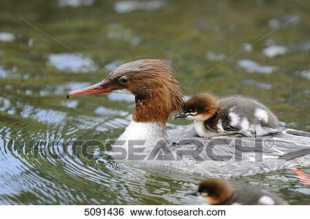 Mergus merganser chicks on back of mother View Large Photo Image Stock Photograph - Mergus merganser chicks on back of mother . Fotosearch