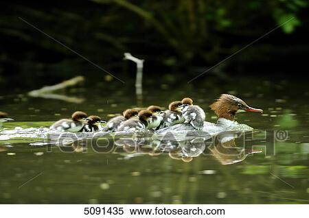 Mergus merganser chicks on back of mother View Large Photo Image Stock Photography - Mergus merganser chicks on back of mother . Fotosearch