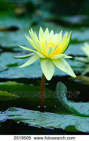 Stock Photography - Mexican Water lily (Nymphaea mexicana) in pond, Germany . Fotosearch