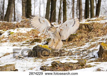 Milky Eagle owl (Bubo lacteus) spreading its wings in field View Large Photo Image Stock Photo - Milky Eagle owl (Bubo lacteus) spreading its wings in field . Fotosearch