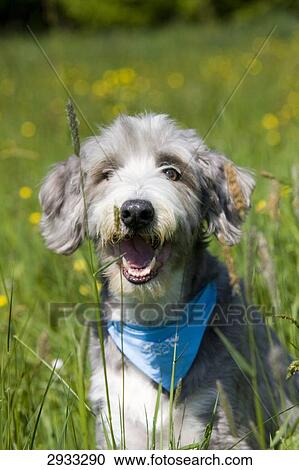 mongrel dog, portrait View Large Photo Image Stock Image - mongrel dog, portrait . Fotosearch