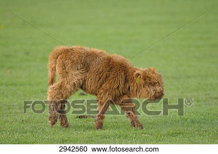 Stock Image - Montafon brown cattle (Bos primigenius f. taurus) on a meadow, side view . Fotosearch