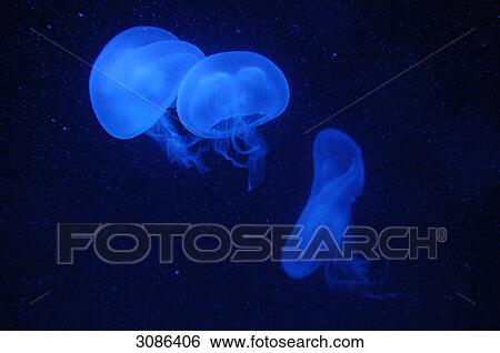 Stock Photograph - Moon jellyfishes (Aurelia aurita), underwater, close-up . Fotosearch