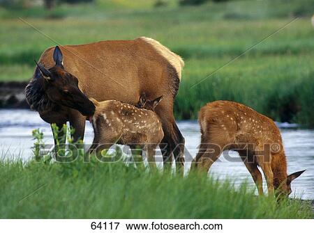 Stock Photo - Moose (Alces alces) and two Red Deer (Cervus elaphus) standing at riverside, Yellowstone National Park, Montana, USA . Fotosearch
