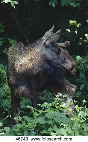 Stock Photo - Moose (Alces alces) standing in forest . Fotosearch