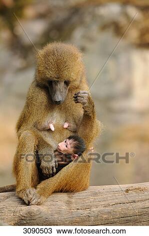 Stock Image - Mother baboon (Papio papio) holding her young, front view . Fotosearch