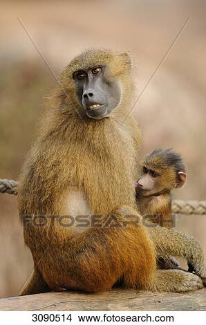 Picture - Mother baboon (Papio papio) breastfeeding her young . Fotosearch