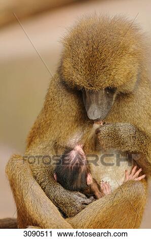 Mother baboon (Papio papio) breastfeeding her young View Large Photo Image Stock Image - Mother baboon (Papio papio) breastfeeding her young . Fotosearch