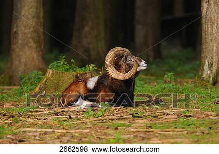 Mouflon (Ovis musimon) resting in forest, Bavaria, Germany View Large Photo Image Stock Photo - Mouflon (Ovis musimon) resting in forest, Bavaria, Germany . Fotosearch