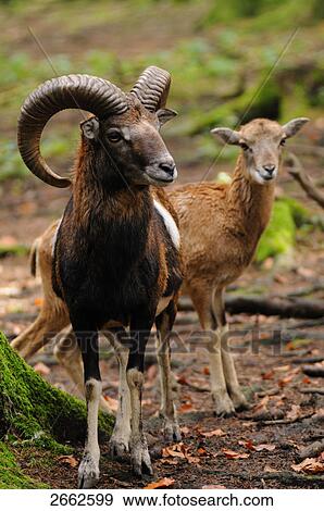 Stock Photo - Mouflon (Ovis musimon) standing in forest, Bavaria, Germany . Fotosearch