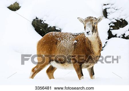 Mouflon (Ovis orientalis musimon) in the snow, Bavaria, Germany View Large Photo Image Stock Image - Mouflon (Ovis orientalis musimon) in the snow, Bavaria, Germany . Fotosearch