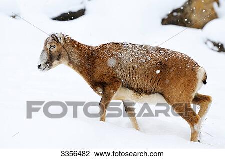Mouflon (Ovis orientalis musimon) in the snow, Bavaria, Germany, side view View Large Photo Image Stock Image - Mouflon (Ovis orientalis musimon) in the snow, Bavaria, Germany, side view . Fotosearch