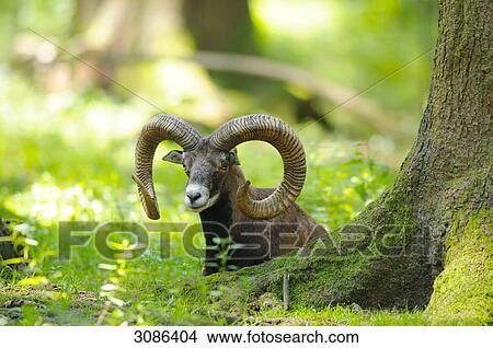 Mouflon (Ovis orientalis musimon) sitting beside a tree trunk View Large Photo Image Picture - Mouflon (Ovis orientalis musimon) sitting beside a tree trunk . Fotosearch