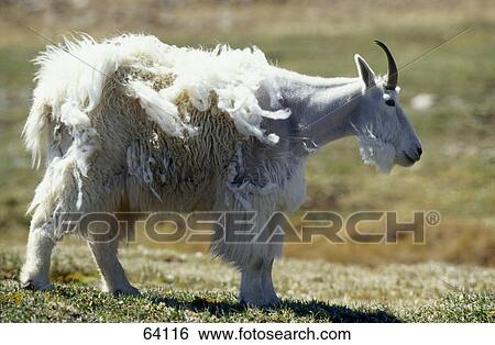 Mountain Goat (Oreamnos americanus) standing in field View Large Photo Image Stock Photograph - Mountain Goat (Oreamnos americanus) standing in field . Fotosearch