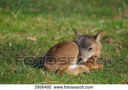 Mufflon (Ovis orientalis orientalis) lying on a meadow, Bavaria, Germany View Large Photo Image Stock Image - Mufflon (Ovis orientalis orientalis) lying on a meadow, Bavaria, Germany . Fotosearch