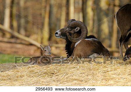 Mufflons (Ovis orientalis orientalis) lying on straw, Bavaria, Deutschland View Large Photo Image Stock Image - Mufflons (Ovis orientalis orientalis) lying on straw, Bavaria, Deutschland . Fotosearch