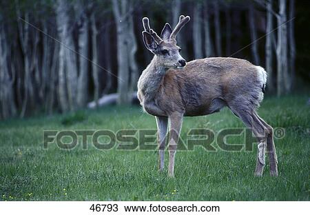 Mule deer (Odocoileus hemonius) standing in forest, Great Basin National Park, Arizona, USA View Large Photo Image Stock Image - Mule deer (Odocoileus hemonius) standing in forest, Great Basin National Park, Arizona, USA . Fotosearch