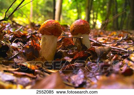 Mushrooms growing in field View Large Photo Image Stock Photography - Mushrooms growing in field . Fotosearch