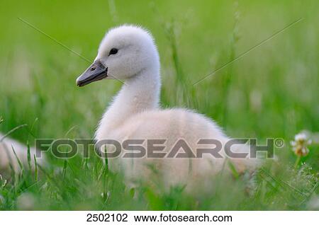 Mute swan (Cygnus olor) cygnet in field View Large Photo Image Stock Image - Mute swan (Cygnus olor) cygnet in field . Fotosearch