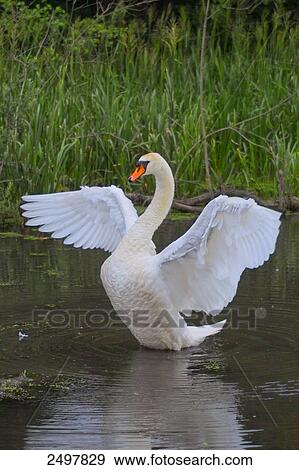 Stock Photo - Mute swan (Cygnus olor) flapping in lake . Fotosearch