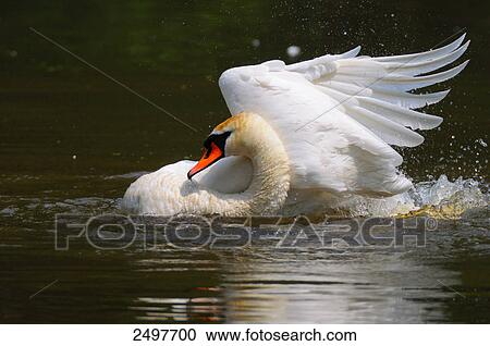 Stock Image - Mute swan (Cygnus olor) flapping wings in pond . Fotosearch